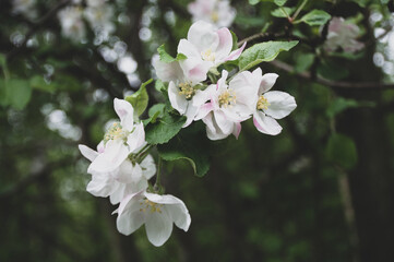 apple tree blossom in the park