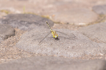 A small green Dragonfly laying down in a rock