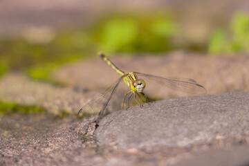 A small green Dragonfly laying down in a rock