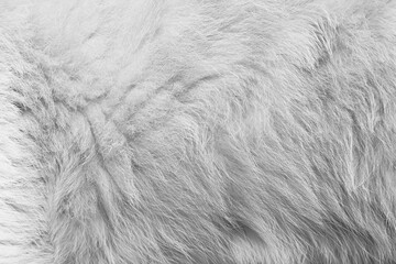 Texture fur cat abstract nature animal patterns skin on background