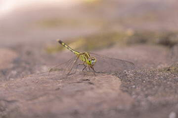 A small green Dragonfly laying down in a rock