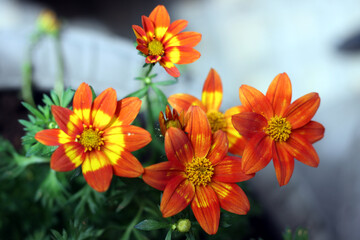Orange yellow bur marigold flowers