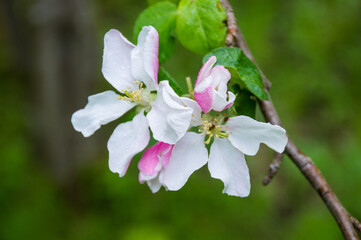 apple tree blossom