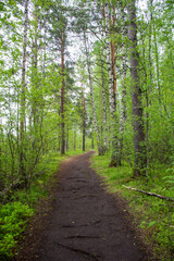 eco path in the green woods