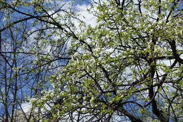 Crossed branches of blossoming sour cherry tree against blue sky in April