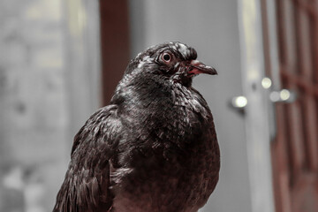 An old shabby dove flew into the house and was not going to fly away.