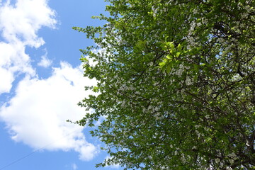 Crown of blossoming sour cherry tree against the sky in April
