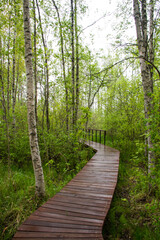 eco path in the green woods