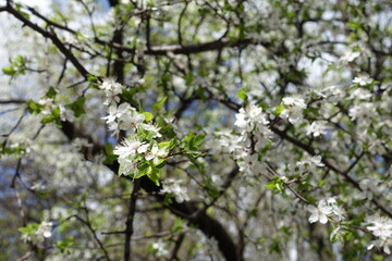 Dark branches of sour cherry tree with white flowers in April