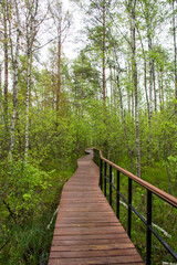 Obraz premium wooden bridge in the forest