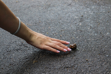 A female hand reaches for a large snail that crawls on dark asphalt.
