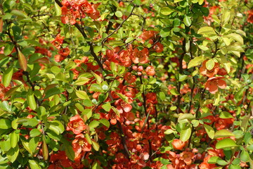 Vibrant orange flowers in the leafage of Japanese quince in April