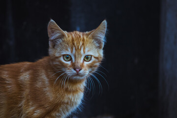 Little ginger kitten on a dark background.