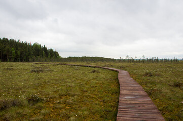 wooden path in the field