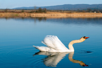 A white majestic swan floats in front of a wave of water. Young swan in the middle of the water. Drops on a wet head.