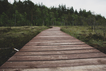 boardwalk in the woods - Powered by Adobe