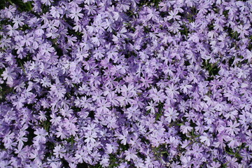 Background - lots of violet flowers of phlox subulata from above