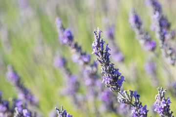 Lavender plants in the field