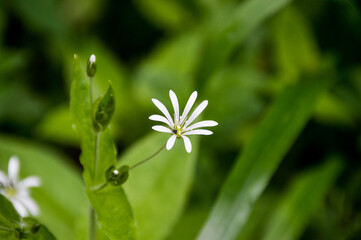 little white flower in the green grass