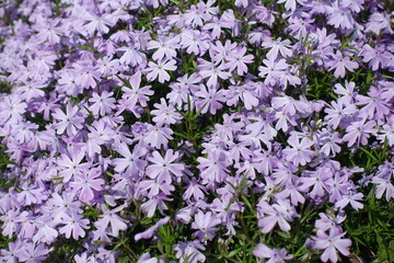 Many violet flowers of phlox subulata in May