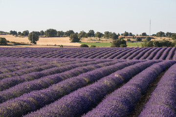 Fototapeta na wymiar Lavender plants in the field