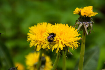 yellow dandelion on green background