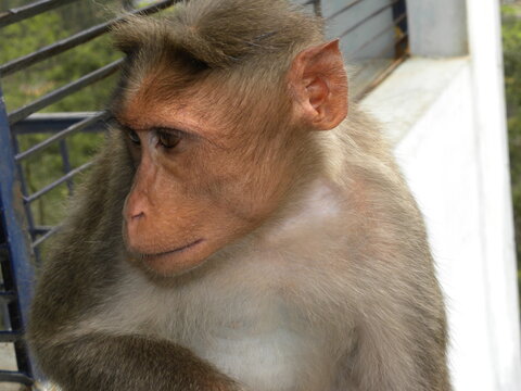 Bonnet Macaque Monkey
