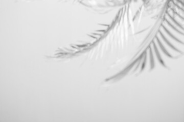 blurred abstract gray shadow background of palm leaves, black and white monochrome tone