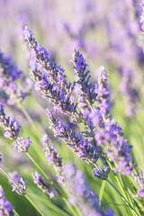 Lavender plants in the field