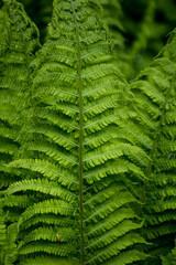 the texture or the fern in the summer forest