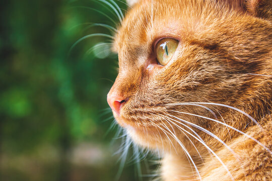 Close up picture of half face, profile portrait red cat with green brown eyes and long white whiskers on green background and looking in front, as animal nature wallpaper for blog about domestic pets