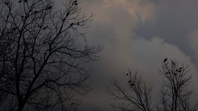 Black birds flying and perched on dormant and naked winter pecan trees in eerie spooky cloudy sky and scene, static