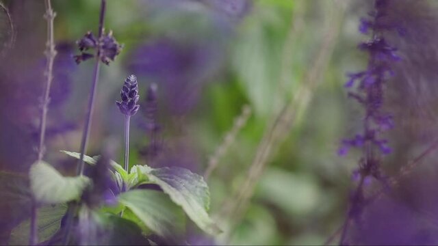 Lavender purple flowers with leafy bracts and blossoms with green background, close up pan selective focus