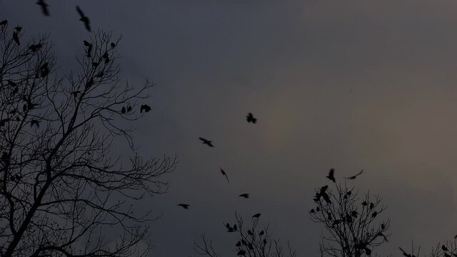 Flock of black silhouette birds fly and perch on dormant and naked winter pecan trees in melancholic scenery, static