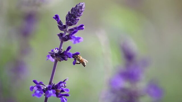 Single honey bee feeding on nectar and pollen of purple lavender flower with leafy bracts and blossoms, green background, close up shallow depth of field