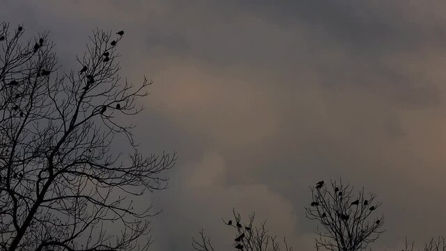 Many black silhouette birds perched on dormant, dead and naked winter pecan trees in eerie spooky landscape scene, static