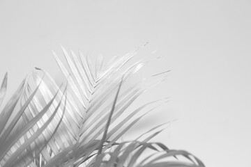 Abstract gray shadow background of palm leaves, black and white monochrome tone