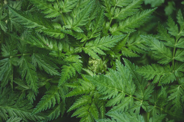the texture or the fern in the summer forest