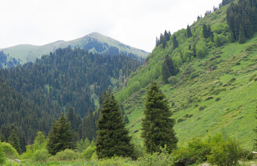 Obraz premium Beautiful mountains, sky and flora. Eco Tourism, eco travel. Mountain landscape, valley of mountains. Pine and spruce forest in the mountains.