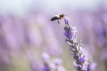 Lavender plants in the field, pollinated by bees