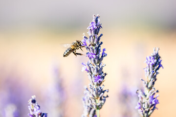 Lavender plants in the field, pollinated by bees