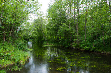 Fototapeta na wymiar small river in the summer forest 