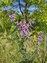 Obraz premium purple flowers in a garden