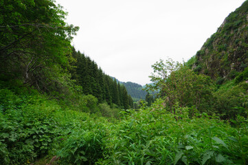 Beautiful mountains, sky and flora. Eco Tourism, eco travel. Mountain landscape, valley of mountains. Pine and spruce forest in the mountains.
