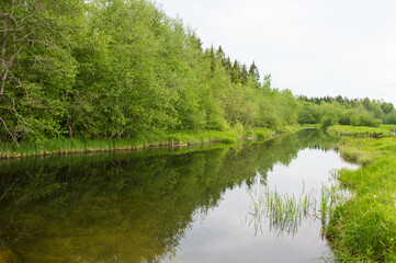 small river in the summer forest 