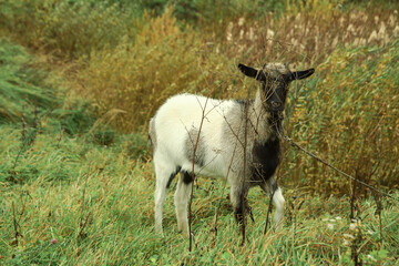Fototapeta premium Goat on a farm in the village on a background of green pasture. The animal eats grass in the summer and autumn. Stock photo background