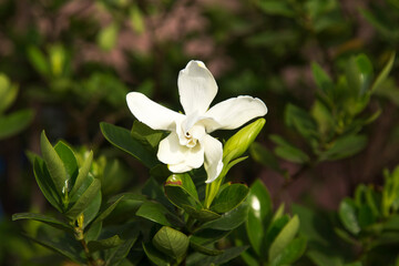 Cape jasmine