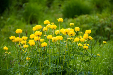 yellow globe flowers in the grass