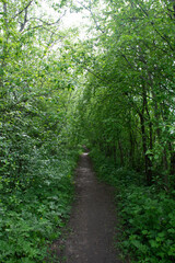 footpath in the forest