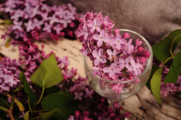 Lilacs in Wine Glass